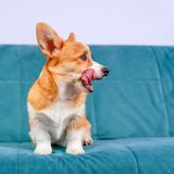 tan and white corgi sitting on couch and licking lips while looking to the side