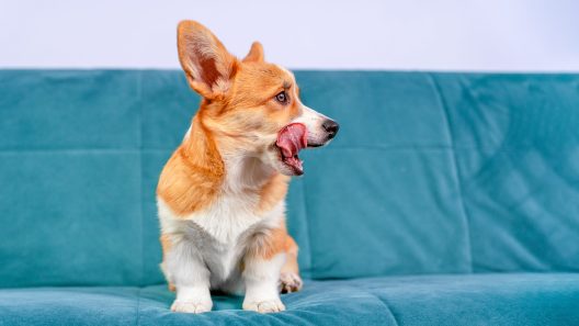 Why Is My Dog Licking and Smacking Their Lips?