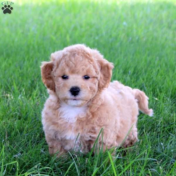 Teddy, Bich-Poo Puppy