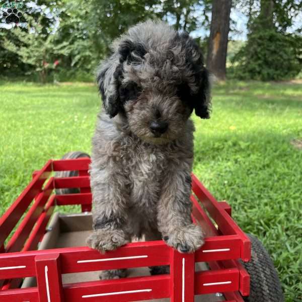 Max, Mini Goldendoodle Puppy