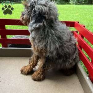Buddy, Cavapoo Puppy