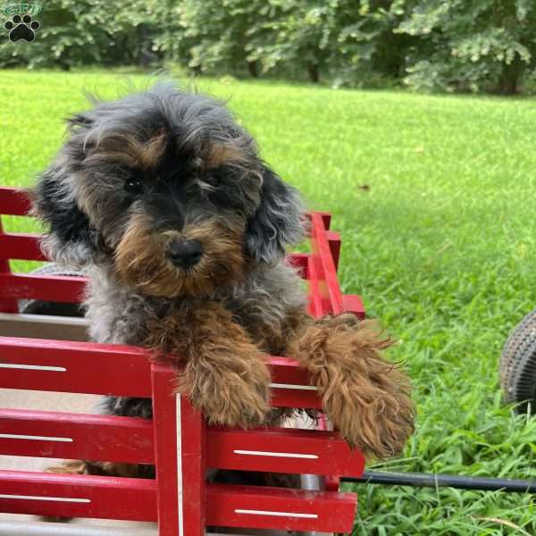 Buddy, Cavapoo Puppy