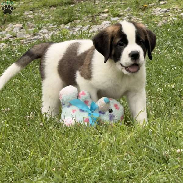 Boxer, Saint Bernard Puppy