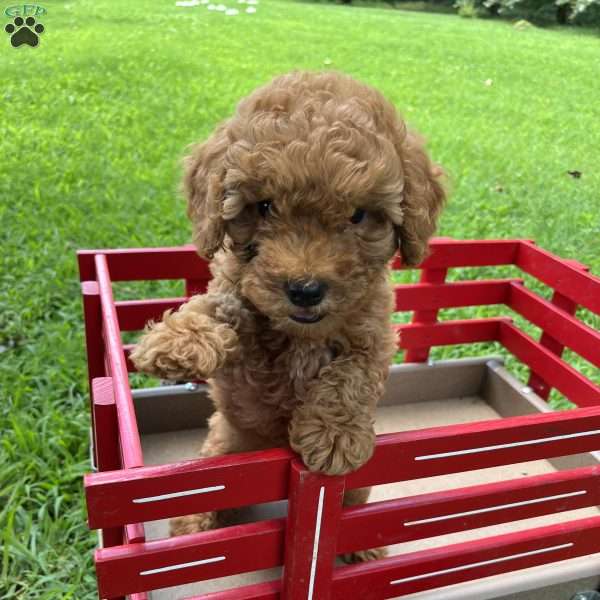 Mabel, Mini Goldendoodle Puppy