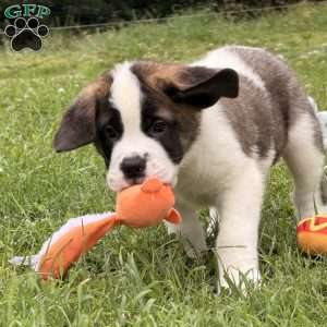 Boxer, Saint Bernard Puppy