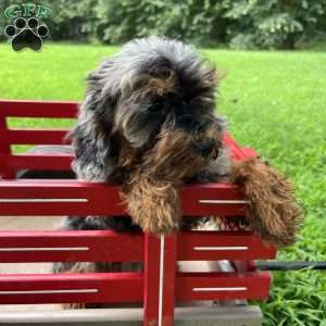 Buddy, Cavapoo Puppy