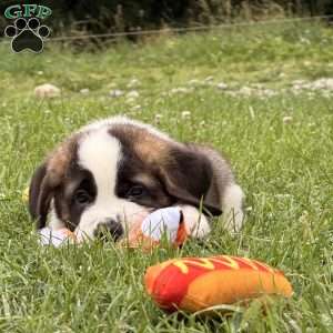 Boxer, Saint Bernard Puppy