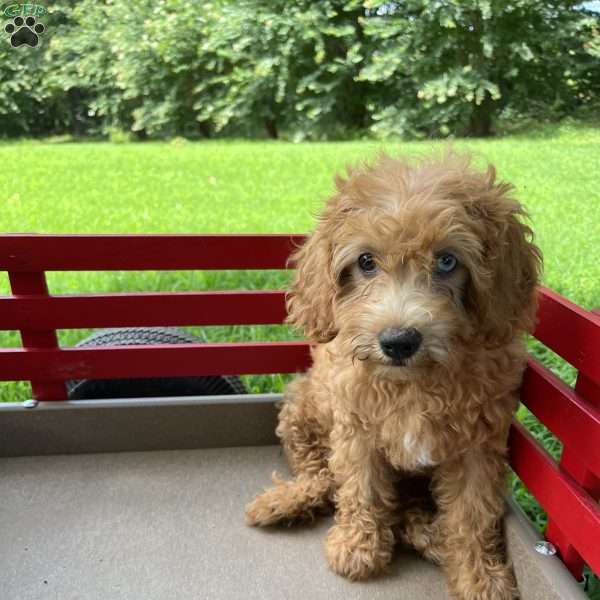 Bethany, Cavapoo Puppy