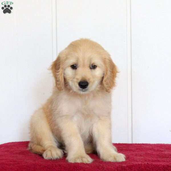 Tilly, Golden Retriever Mix Puppy