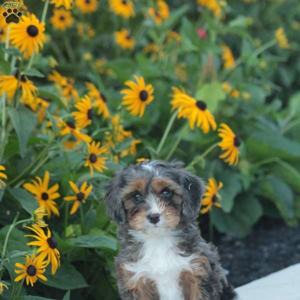 Tracy, Cavapoo Puppy