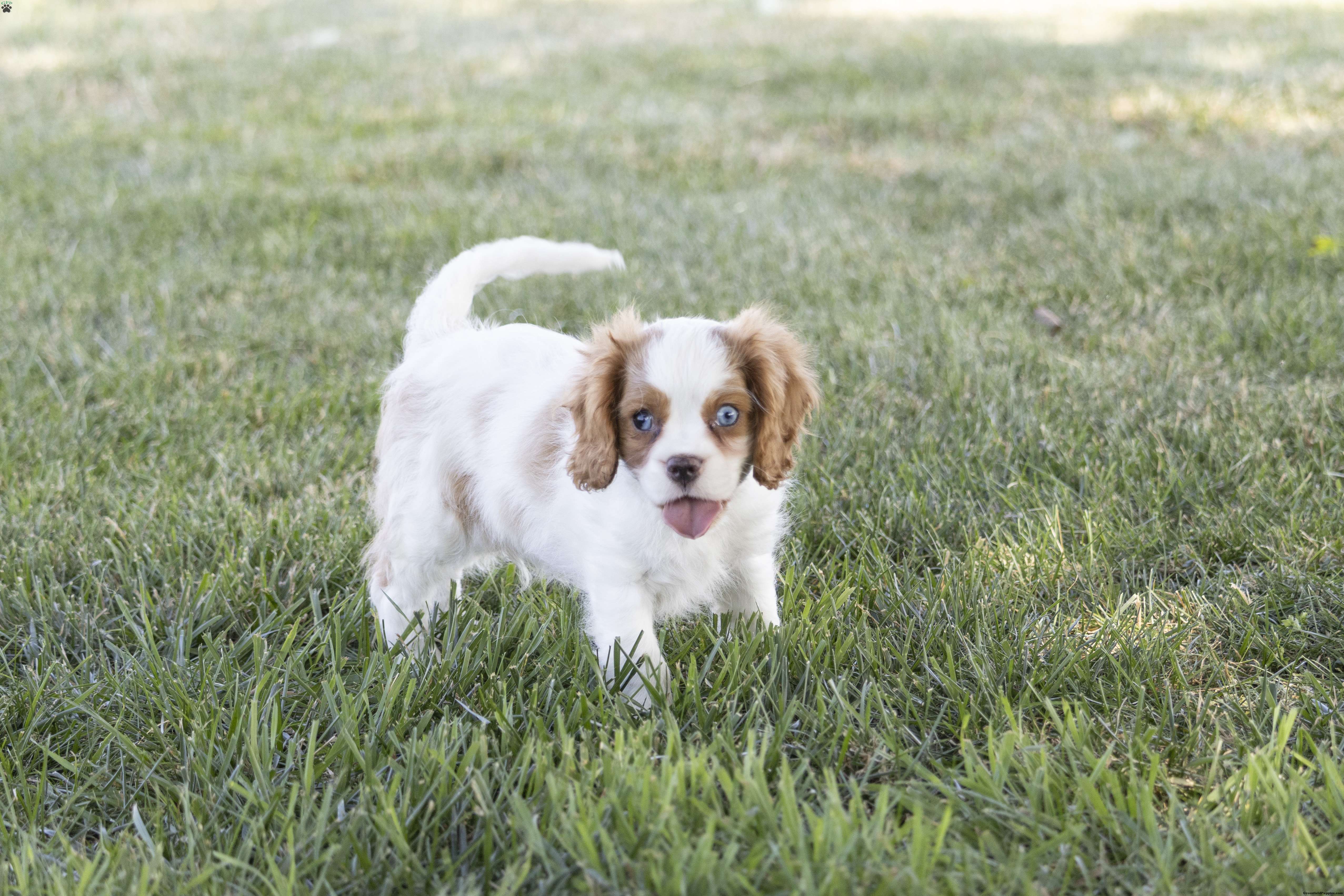 Clark - Cavalier King Charles Spaniel Puppy For Sale in Pennsylvania