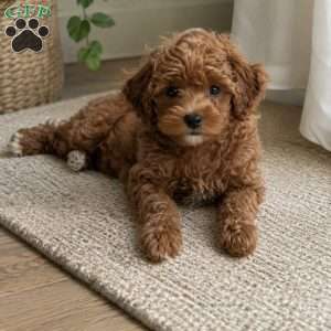 Tulip, Mini Goldendoodle Puppy