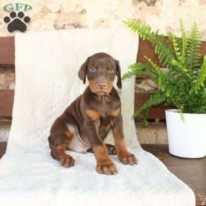 Scotty, Doberman Pinscher Puppy