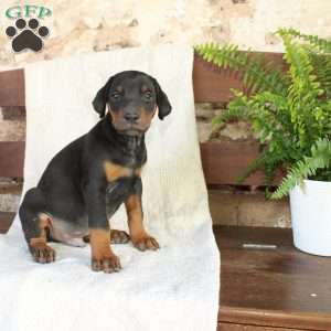 Spot, Doberman Pinscher Puppy