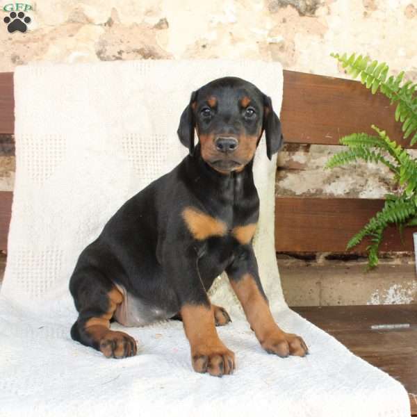 Sheila, Doberman Pinscher Puppy