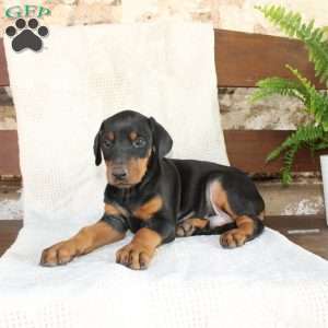 Simba, Doberman Pinscher Puppy