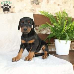 Sparky, Doberman Pinscher Puppy