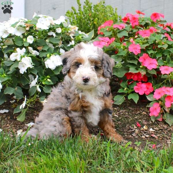 Harmony, Mini Bernedoodle Puppy