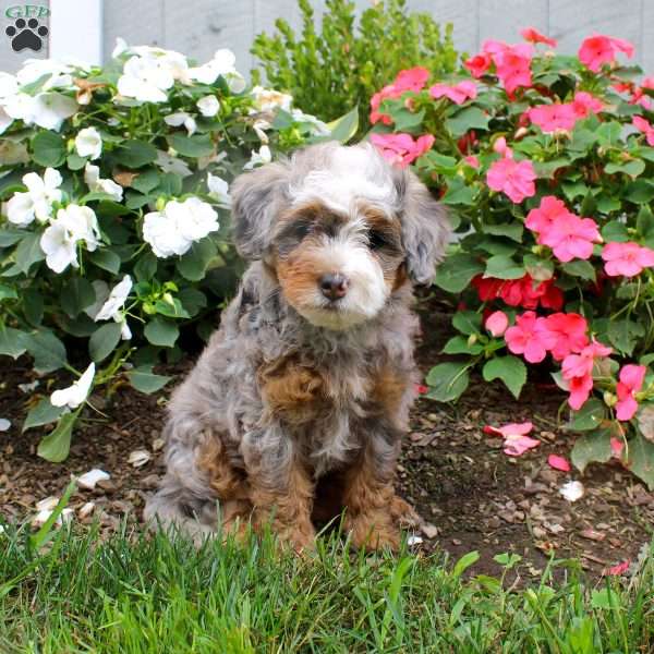 Heather, Mini Bernedoodle Puppy