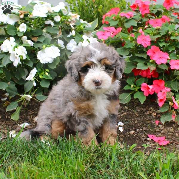 Heidi, Mini Bernedoodle Puppy