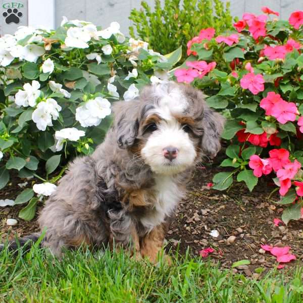 Hunter, Mini Bernedoodle Puppy