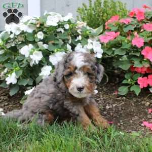 Hayes, Mini Bernedoodle Puppy