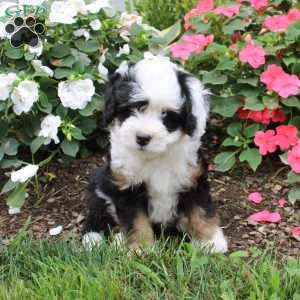 Hudson, Mini Bernedoodle Puppy