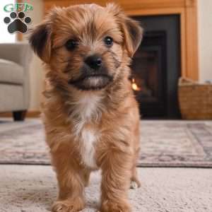 Ace, Morkie / Yorktese Puppy