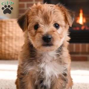 Benji, Morkie / Yorktese Puppy