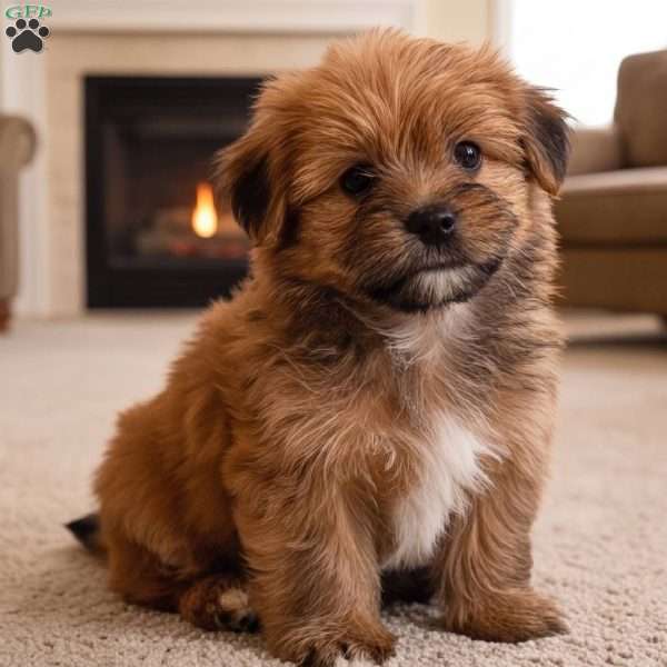 Jake, Morkie / Yorktese Puppy