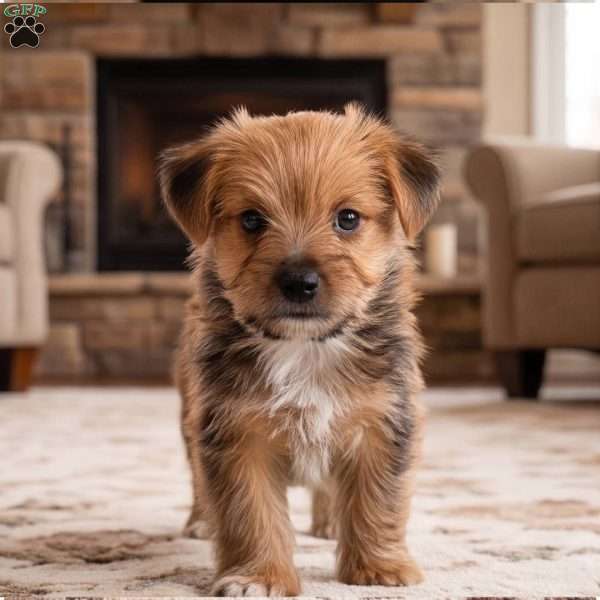 Riley, Morkie / Yorktese Puppy
