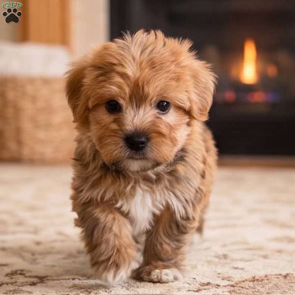 Rusty, Morkie / Yorktese Puppy