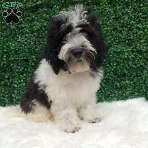 Jax, Teddy Bear Puppy