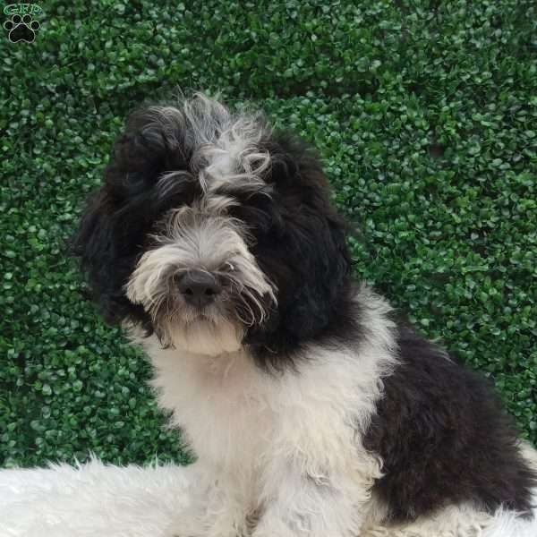 Jax, Teddy Bear Puppy