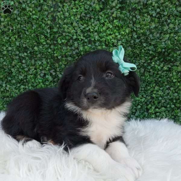 Teddy, Australian Shepherd Puppy