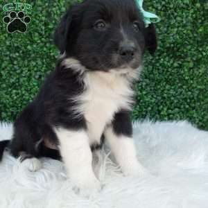 Teddy, Australian Shepherd Puppy