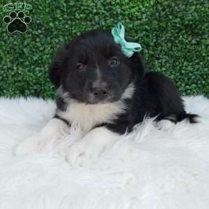 Teddy, Australian Shepherd Puppy