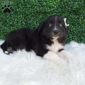 Kianna, Australian Shepherd Puppy