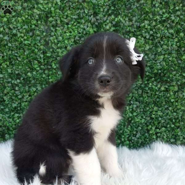 Kianna, Australian Shepherd Puppy