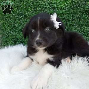 Kianna, Australian Shepherd Puppy