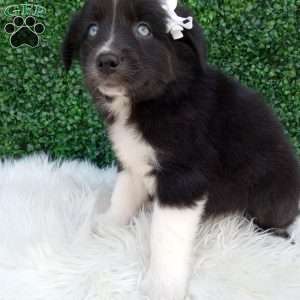 Kianna, Australian Shepherd Puppy