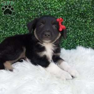 Jace, Australian Shepherd Puppy