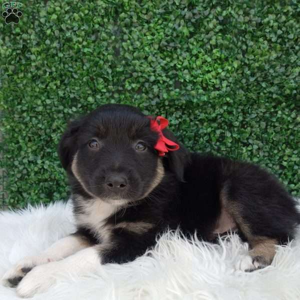 Jace, Australian Shepherd Puppy