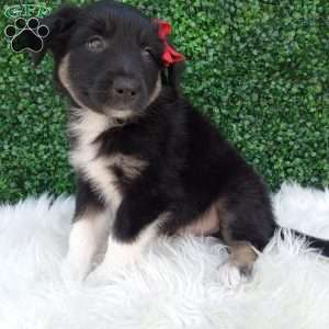 Jace, Australian Shepherd Puppy