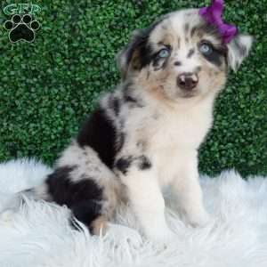 Flicka, Australian Shepherd Puppy