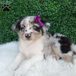 Flicka, Australian Shepherd Puppy