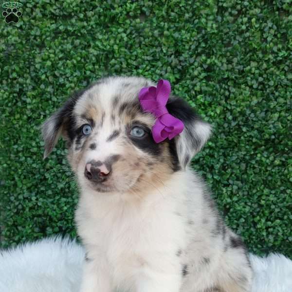 Flicka, Australian Shepherd Puppy