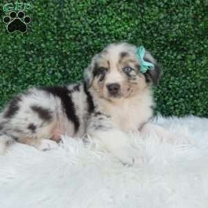 Charles, Australian Shepherd Puppy