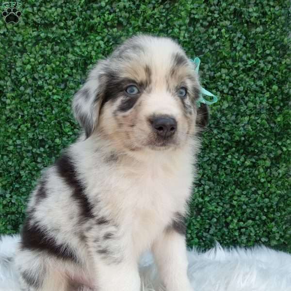 Charles, Australian Shepherd Puppy