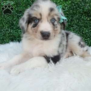 Charles, Australian Shepherd Puppy